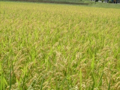 無洗米　山形県産あきたこまち